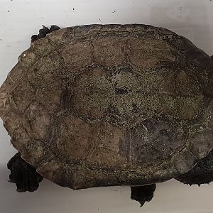 Hydromedusa tectifera