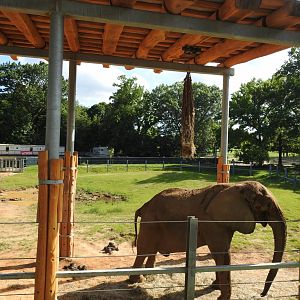 African Journey Elephant Exhibit - June 2019