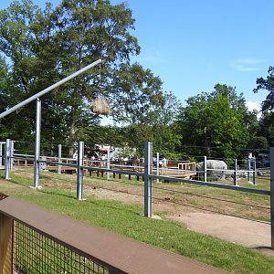 African Journey Elephant Exhibit - June 2019