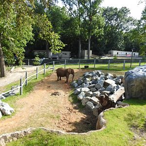 African Journey Elephant Exhibit - June 2019