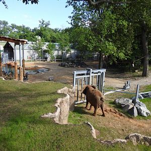 View of Formal and Transitional Elephant Yards - June 2019