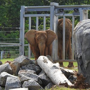 Size Difference of Elephants
