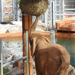African Journey New Elephant Feeding Station
