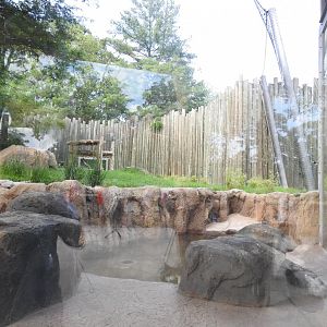 African Journey Lion Exhibit - June 2019