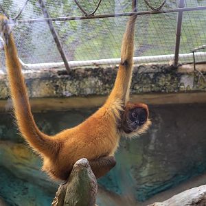 Geoffroy's spider monkey