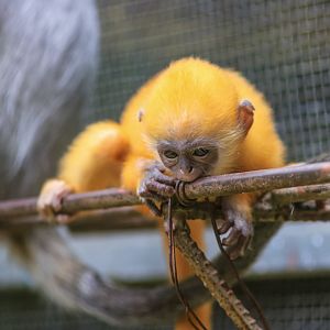 Indo-Chinese silver langur