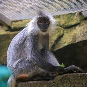 Indo-Chinese silver langur