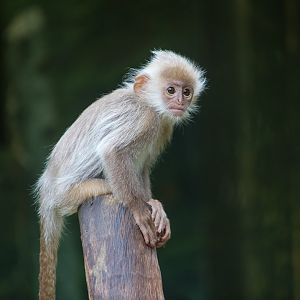 Indo-Chinese silver langur