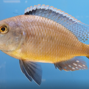 Cichlid ID