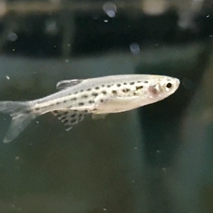 Rasbora tinwini