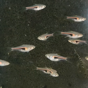 Rasbora hengeli