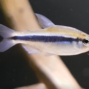 Hyphessobrycon cyanotaenia