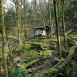 Reeves's muntjac exhibit