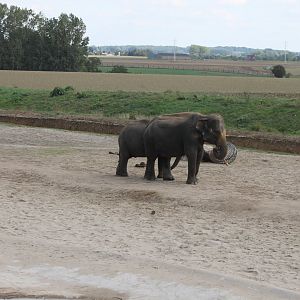 Elephant enclosure outside the walls of the park