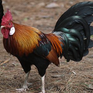 Red Jungle fowl