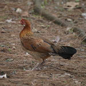 hen Red Jungle fowl