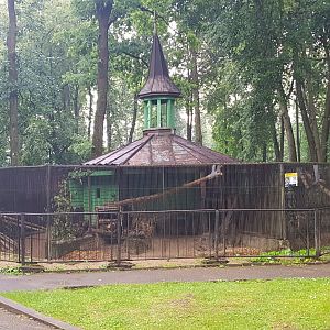 European Wild cats and badgers