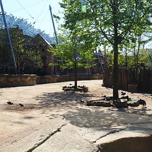 Savanna aviary with Cape buffalos and African birds, 2019-04-20