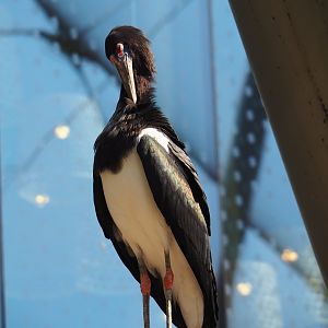 Abdim' stork (Ciconia abdimii), 2019-04-20
