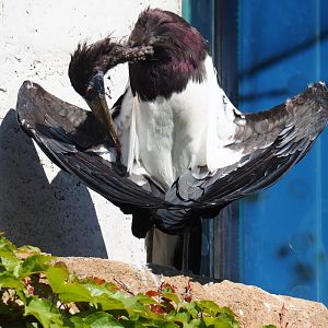Abdim' stork (Ciconia abdimii), 2019-04-20