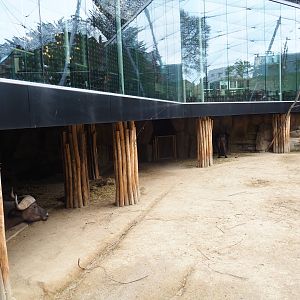 Buffalo shelter under the Savanna restaurant, 2018