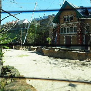 Savanna aviary with Cape buffalos and African birds, 2019-04-20