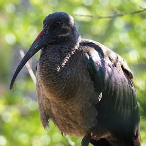Hadada ibis (Bostrychia hagedash), 2019-04-20