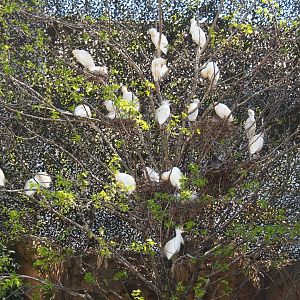 Tree with cattle egret nests, 2019-04-20