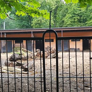 Wisent enclosure