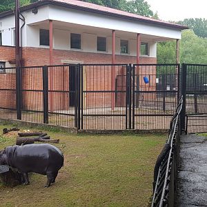 Pygmy hippopotamus and giraffe
