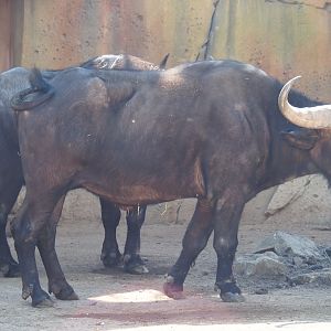 Cape buffalo (Syncerus caffer caffer), 2019-04-20