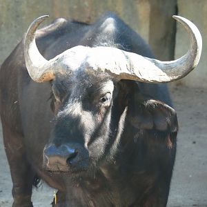 Cape buffalo (Syncerus caffer caffer), 2019-04-20