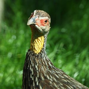 Yellow-necked francolin (Pternistis leucoscepus), 2019-04-20