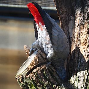 Congo grey parrot (Psittacus erithacus erithacus), 2019-04-20