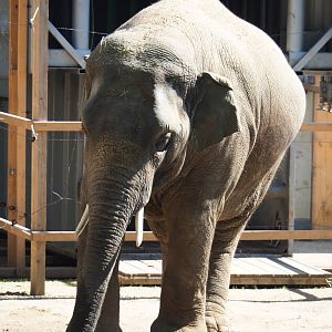 Asian elephant (Elephas maximus) Assam, 2019-04-20