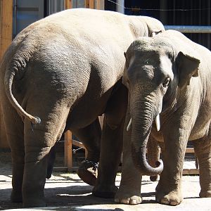 Asian elephant (Elephas maximus) Ming Jung and Assam, 2019-04-20