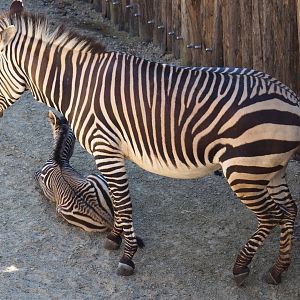 Hartmann's mountain zebra (Equus zebra hartmannae) with foal, 2019-04-20