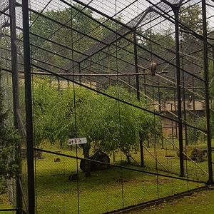 Birds of prey avairies