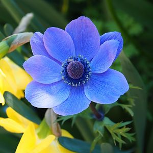 Blue anemone flower (Anemone species), 2019-04-20