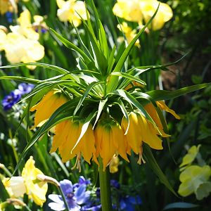 Inflorescence of Crown imperial (Fritillaria imperialis), 2019-04-20