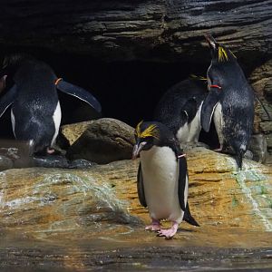 Macaroni penguins (Eudyptes chrysolophus), 2019-04-20