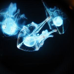 Plankton slide - Possibly sea urchin larvae, 2019-04-20