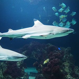 Blacktip reef sharks (Carcharhinus melanopterus), 2019-04-20