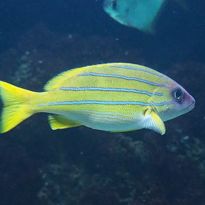 Blue-banded snapper (Lutjanus kasmira), 2019-04-20