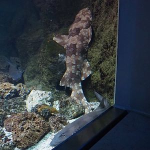 Spotted wobbegong (Orectolobus maculatus) and Brown-banded bambooshark (Chiloscyllium punctatum), 2019-04-20