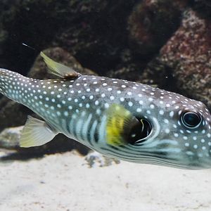 White-spotted pufferfish (Arothron hispidus), 2019-04-20