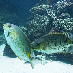 Orange-spotted spinefoots (Siganus guttatus), 2019-04-20