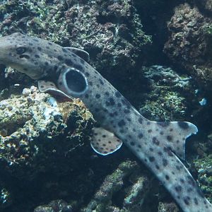 Epaulette shark (Hemiscyllium ocellatum), 2019-04-20