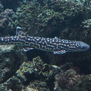 Coral catshark (Atelomycterus marmoratus), 2019-04-20