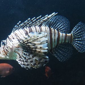 Red lionfish (Pteriois volitans), 2019-04-20